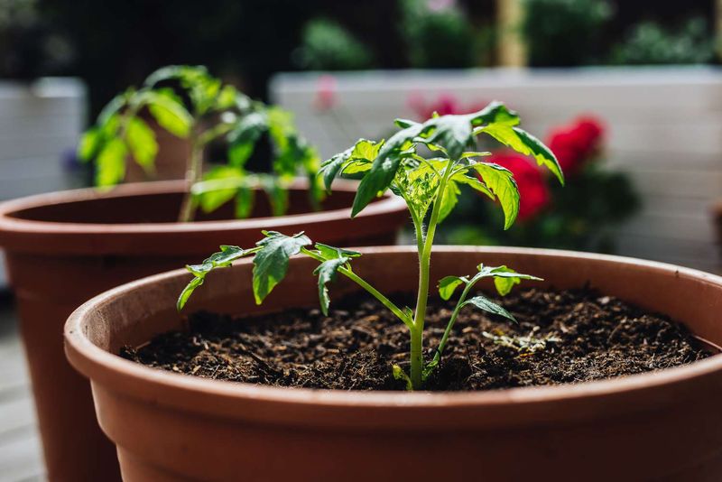 Tomatoes