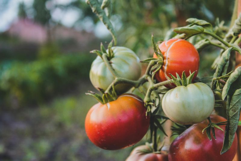 Tomatoes