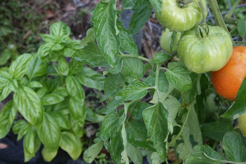 Tomatoes And Basil Growing Side By Side