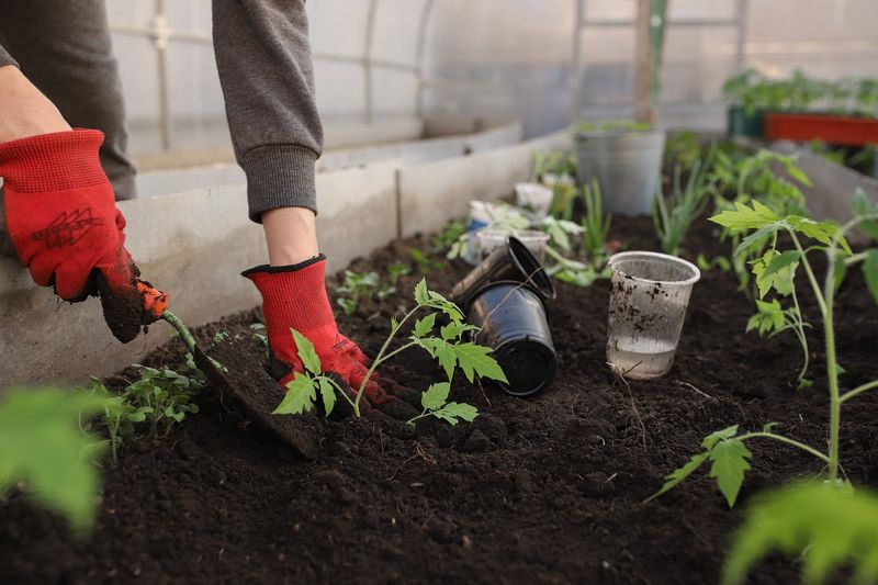 Tomatoes Can Use Coffee Grounds Only In Balanced Compost Tomatoes Can Use Coffee Grounds Only In Balanced Compost
