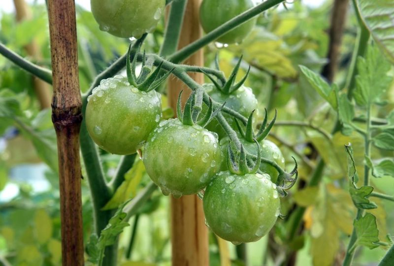 Tomatoes Do Better With Balanced Compost Tomatoes Do Better With Balanced Compost