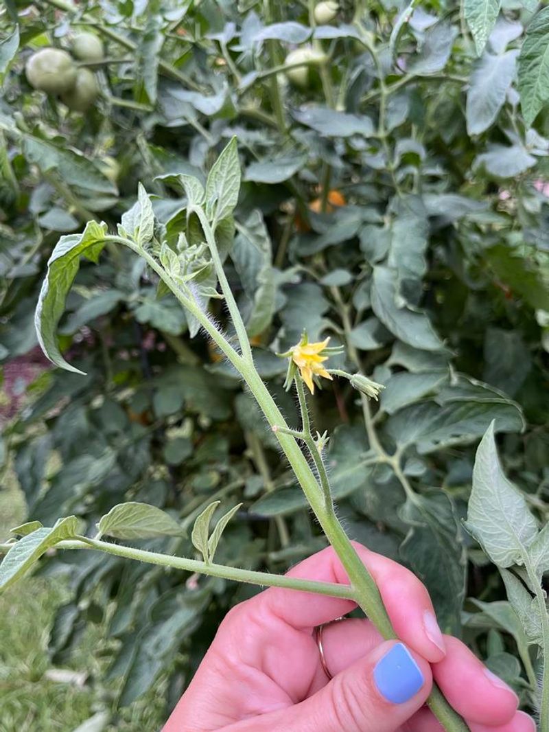 Tomatoes Do Not Need A Big Nitrogen Push Before Fruit Set