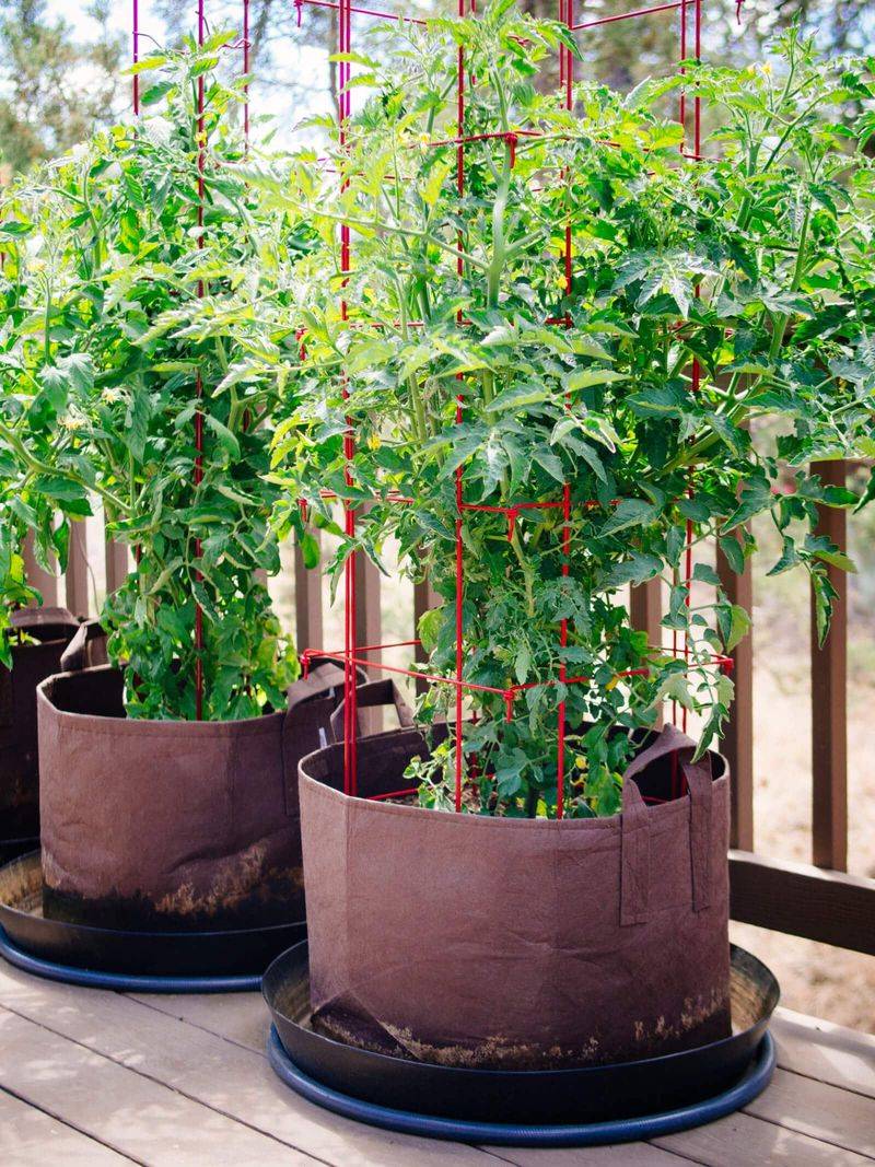 Tomatoes Need Extra Water As Heat Builds
