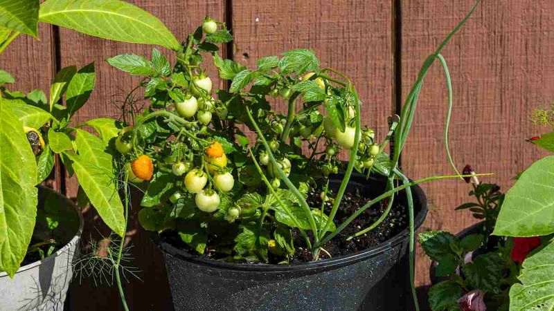 Tomatoes Pair Well With Onions In Warm Weather Gardens
