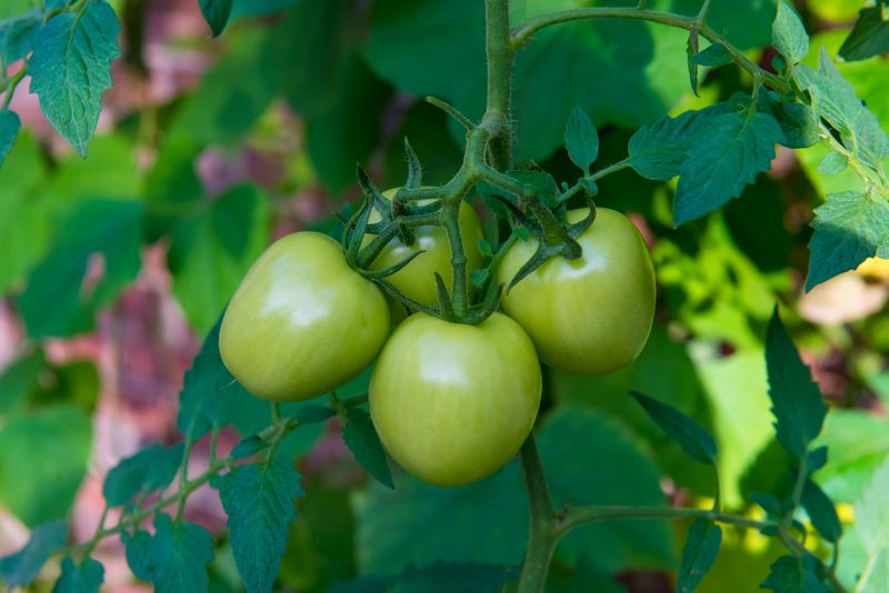 Tomatoes Set Critical Fruit During June Tomatoes Set Critical Fruit During June
