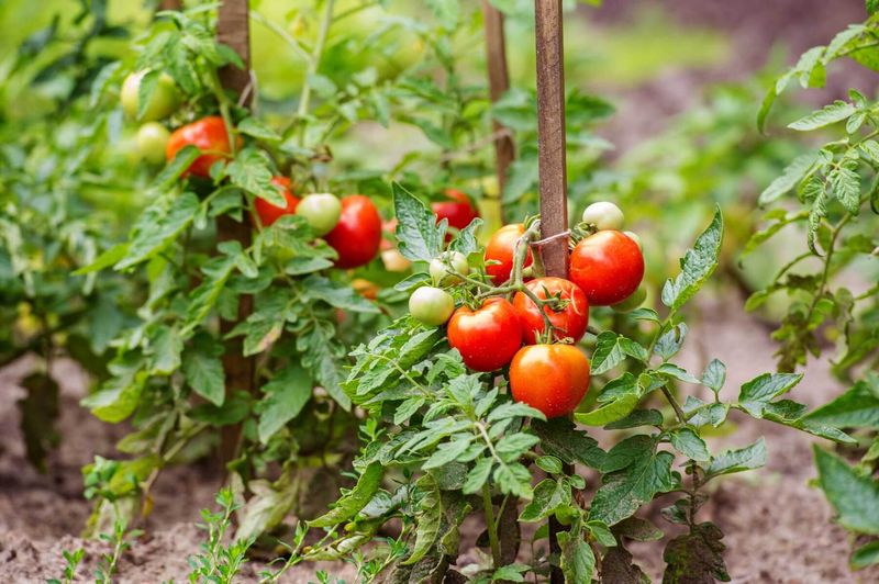 Tomatoes (Solanum Lycopersicum)