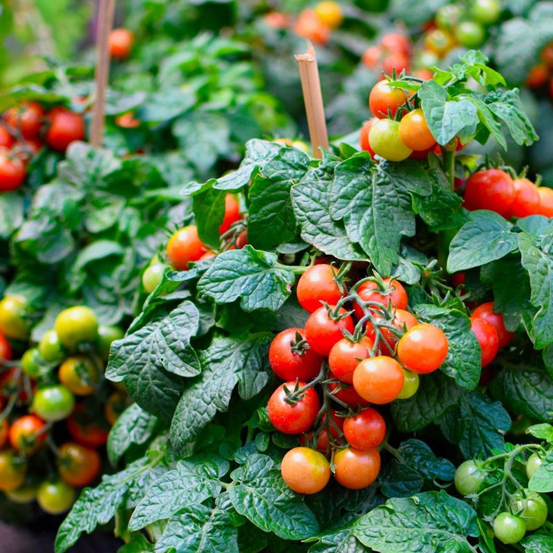 Tomatoes (Solanum Lycopersicum)