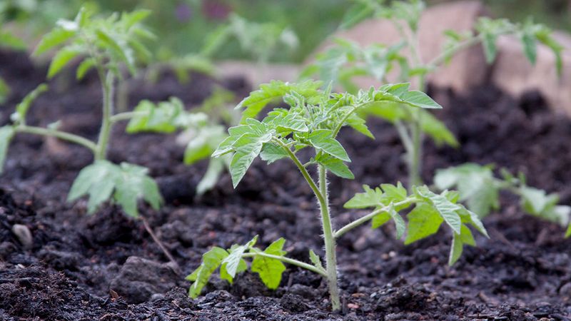 Tomatoes That Have Recently Been Transplanted
