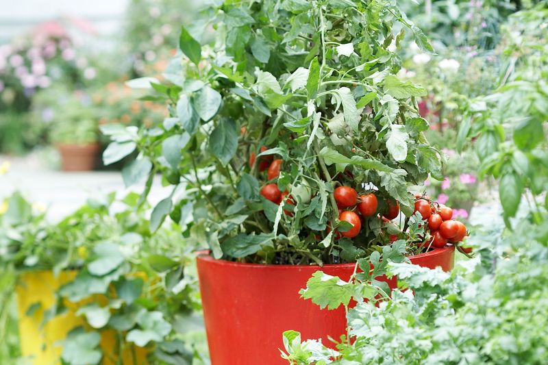 Tomatoes Thrive In Pots With The Right Support