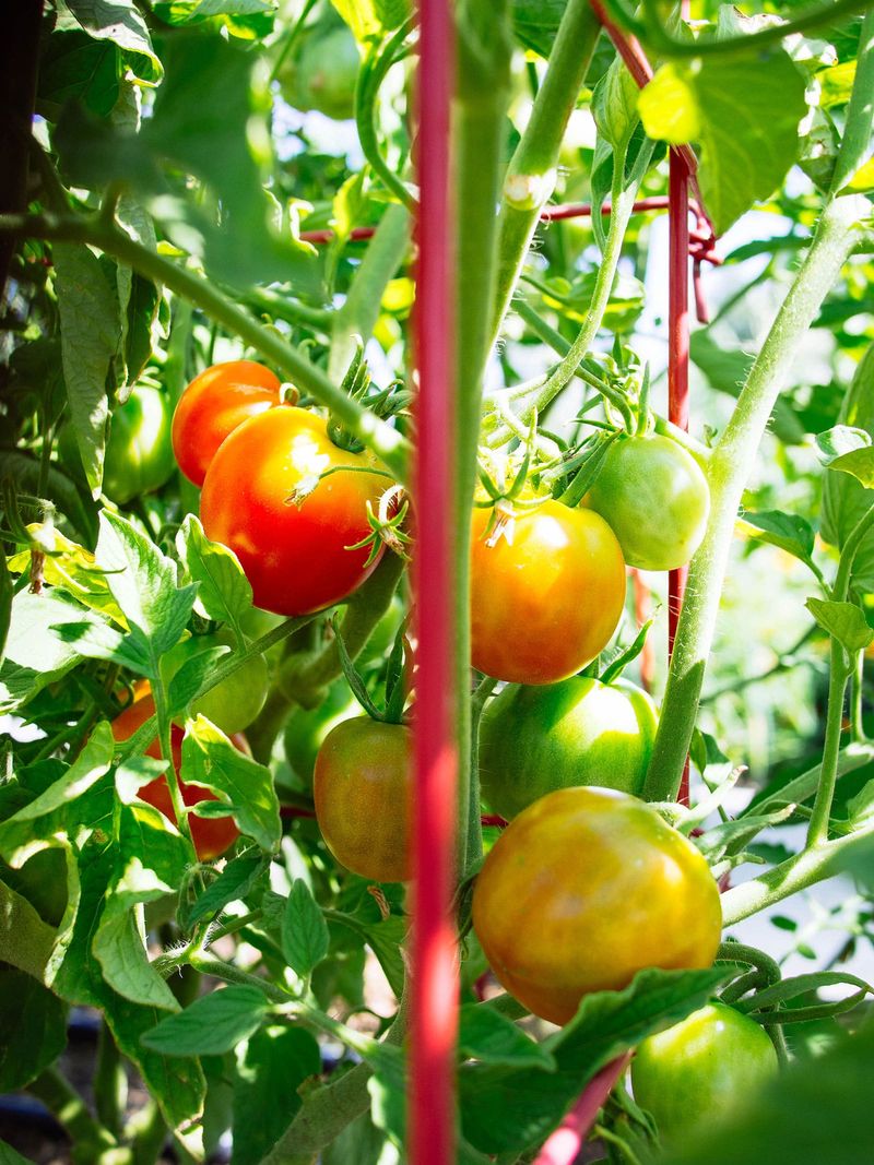 Tomatoes Turn Spring Openings Into Summer Harvests