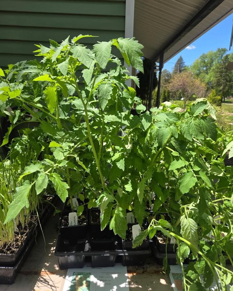 Tomatoes Wilt Faster Once Late Spring Heat Arrives