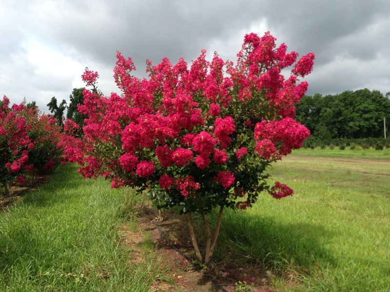 Tonto Is A Smaller Crape Myrtle That Fits Most Yards