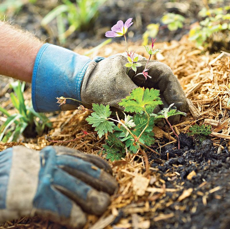 Too Little Mulch Leaves Soil Exposed To Fast Moisture Loss