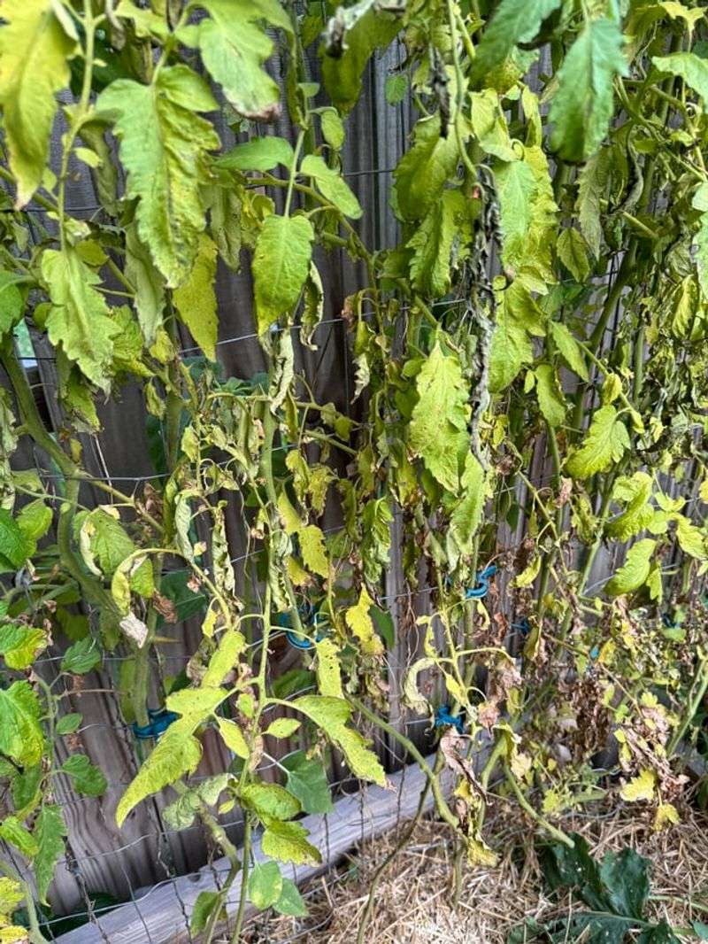 Too Much Early Feeding Can Lead To More Leaves Than Progress
