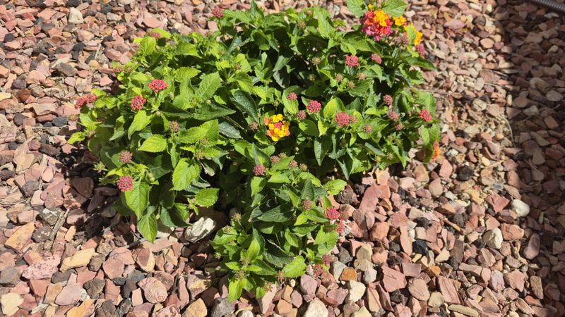 Too Much Fertilizer Can Cut Down On Flowers