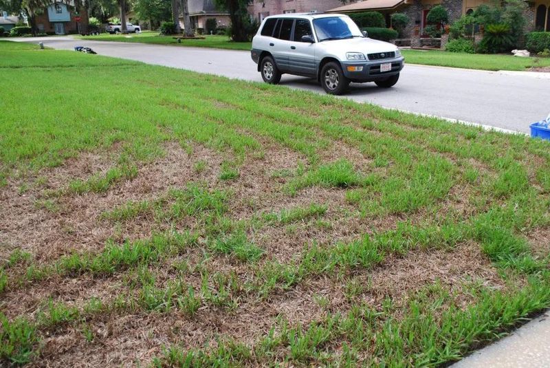 Too Much Fertilizer Can Make Things Worse Too Much Fertilizer Can Make Things Worse