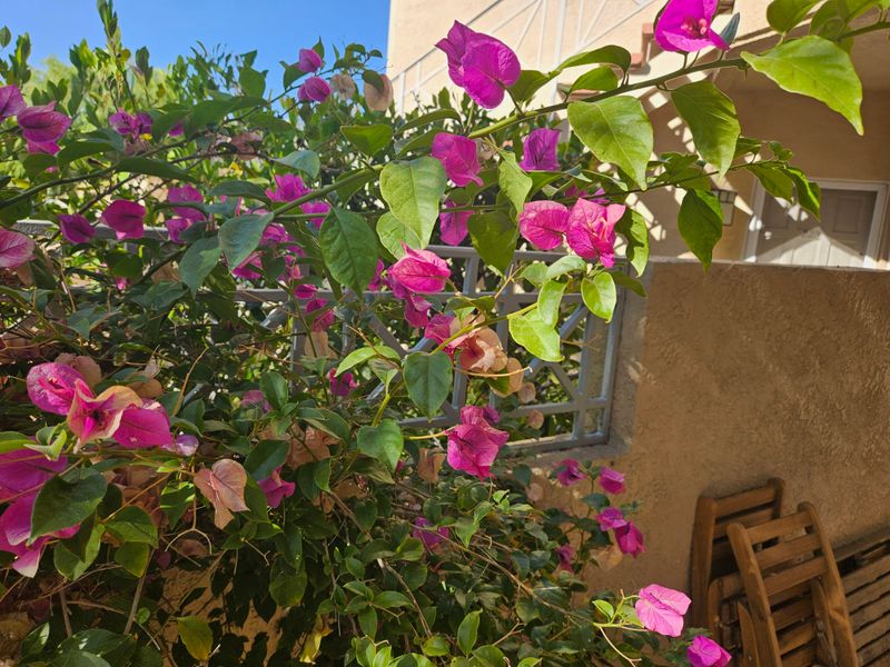 Too Much Fertilizer Can Mean More Leaves