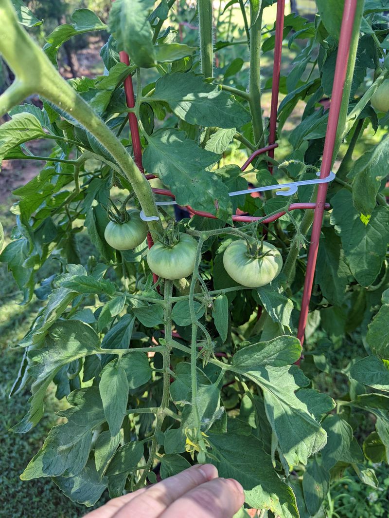 Too Much Fertilizer Can Twist Growth