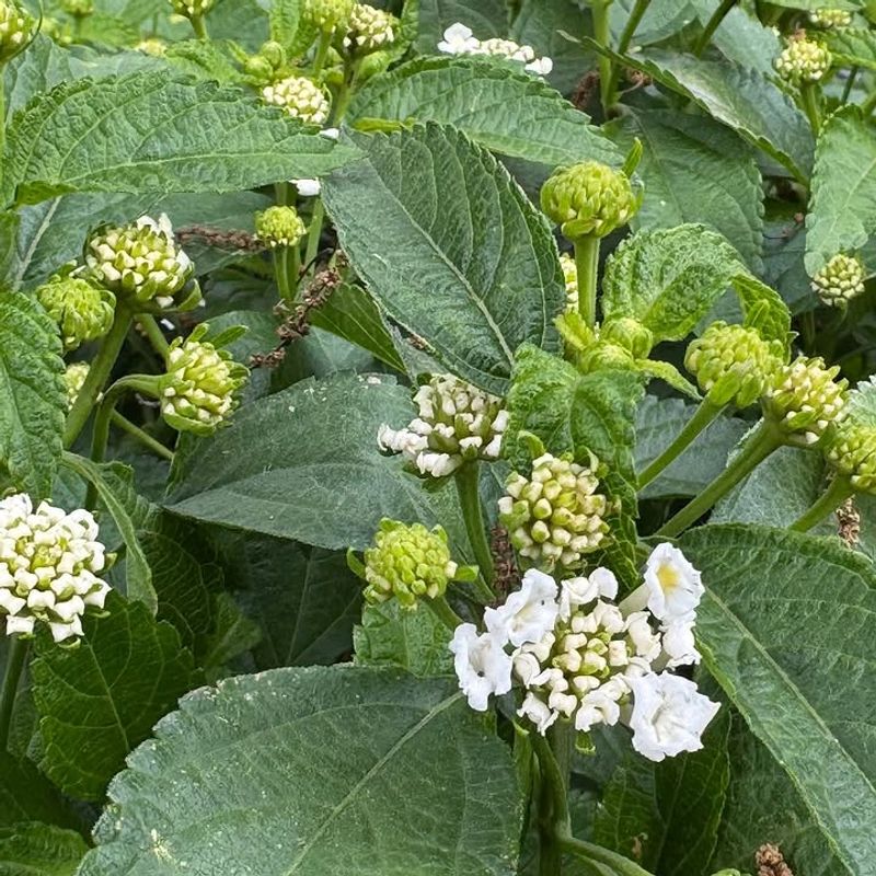 Too Much Fertilizer Is Producing Leaves Instead Of Blooms Too Much Fertilizer Is Producing Leaves Instead Of Blooms