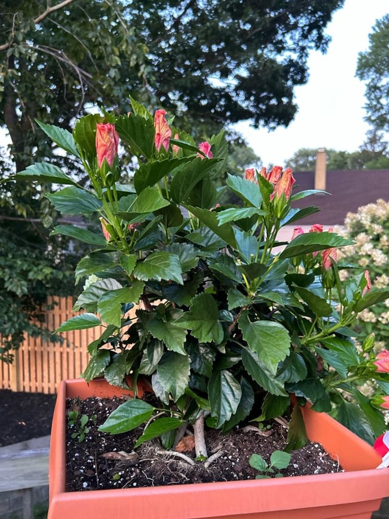 Too Much Nitrogen Can Lead To Fewer Blooms