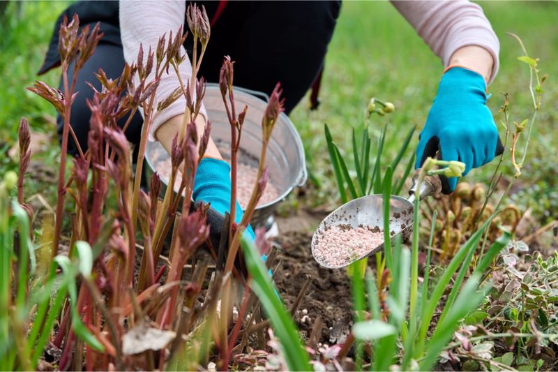 Too Much Nitrogen Can Reduce Blooms