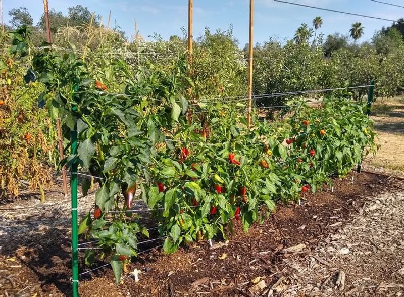 Too Much Nitrogen Can Reduce Pepper Production