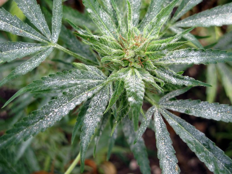 Too Much Nitrogen Feeds The Problem