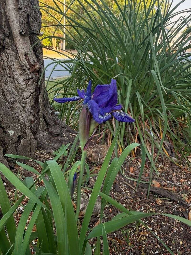 Too Much Nitrogen Fertilizer Feeding The Leaves, Not The Flowers
