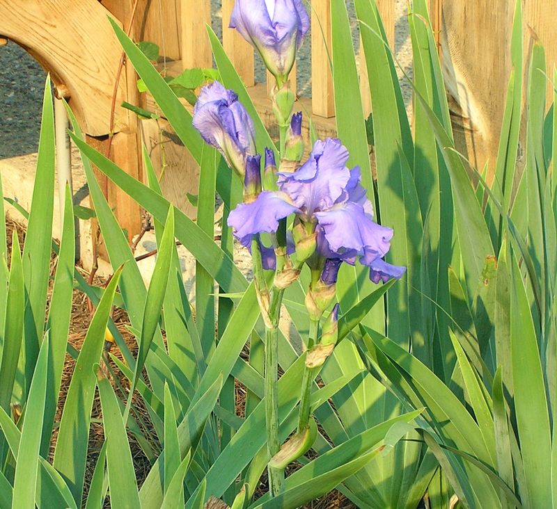 Too Much Nitrogen Fertilizer