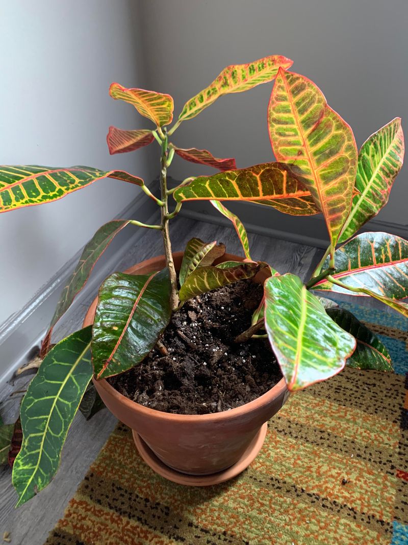 Too Much Or Too Little Water Can Stress Plants