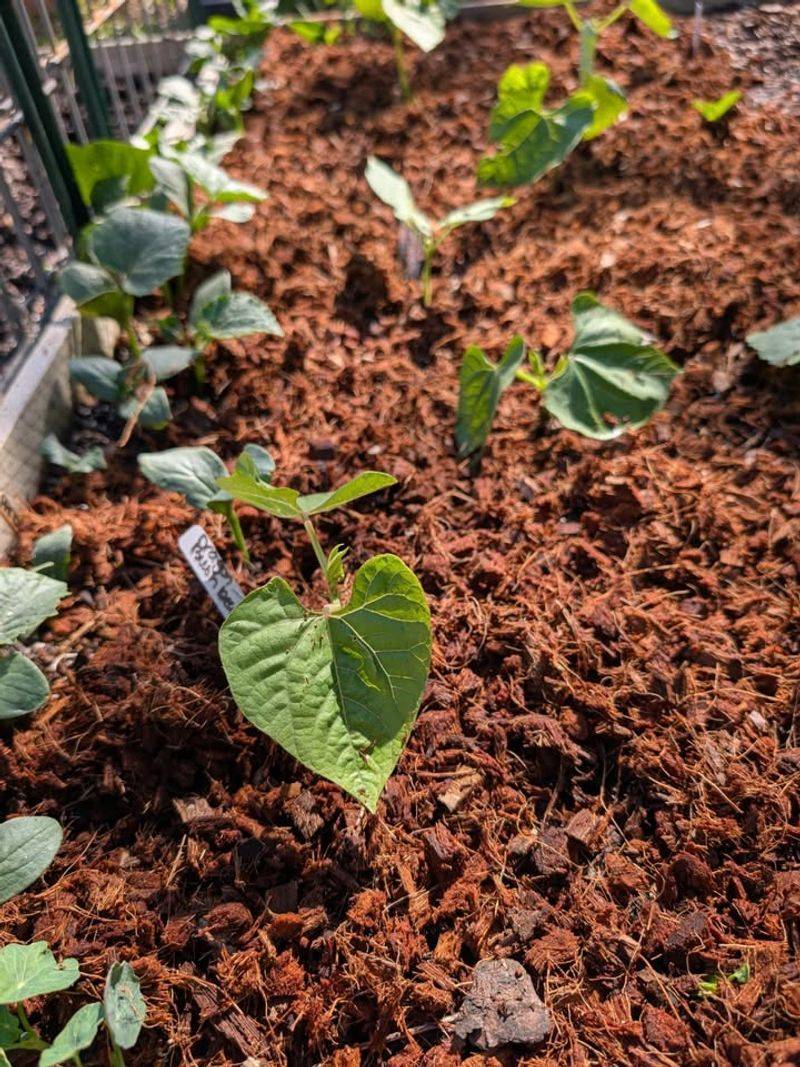 Too Much Peat Moss May Create Drainage Problems In Clay