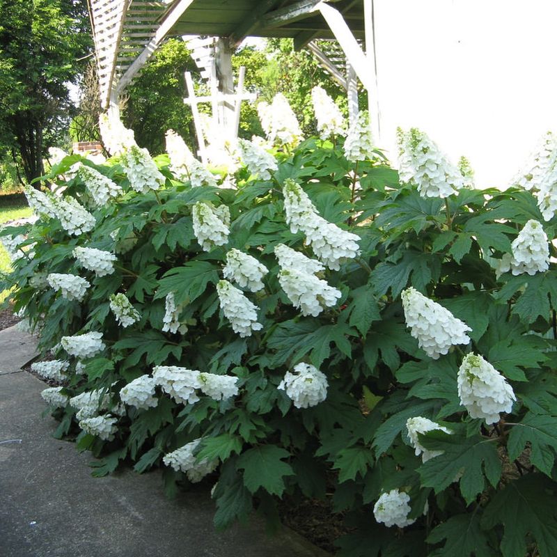 Too Much Pruning Pushes Leafy Growth Instead Of Flowers