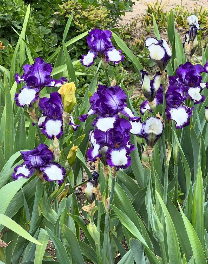 Too Much Shade Can Reduce Iris Flowering Fast
