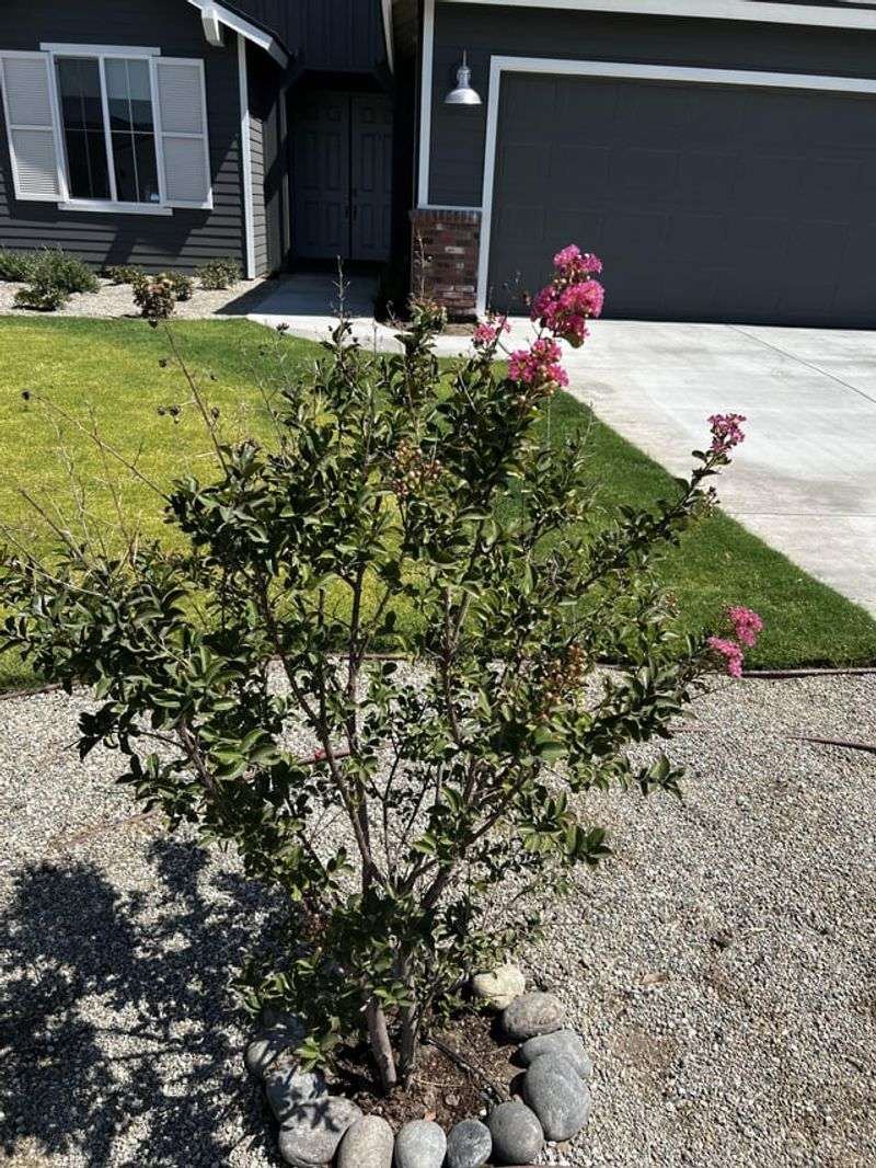 Too Much Shade Can Reduce Summer Flowering