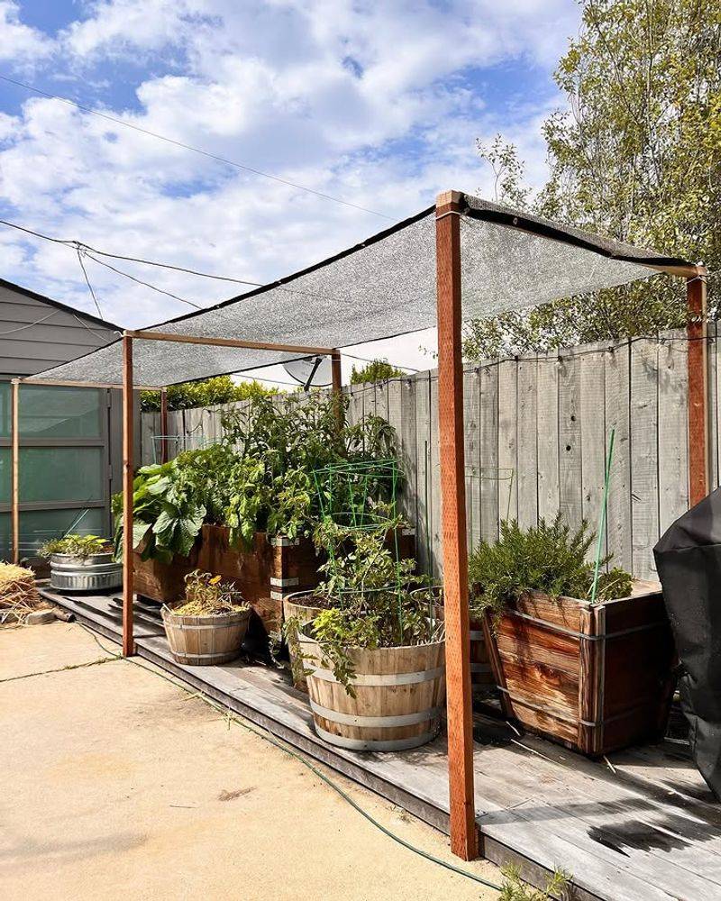 Too Much Shade Can Slow Down Summer Vegetable Growth