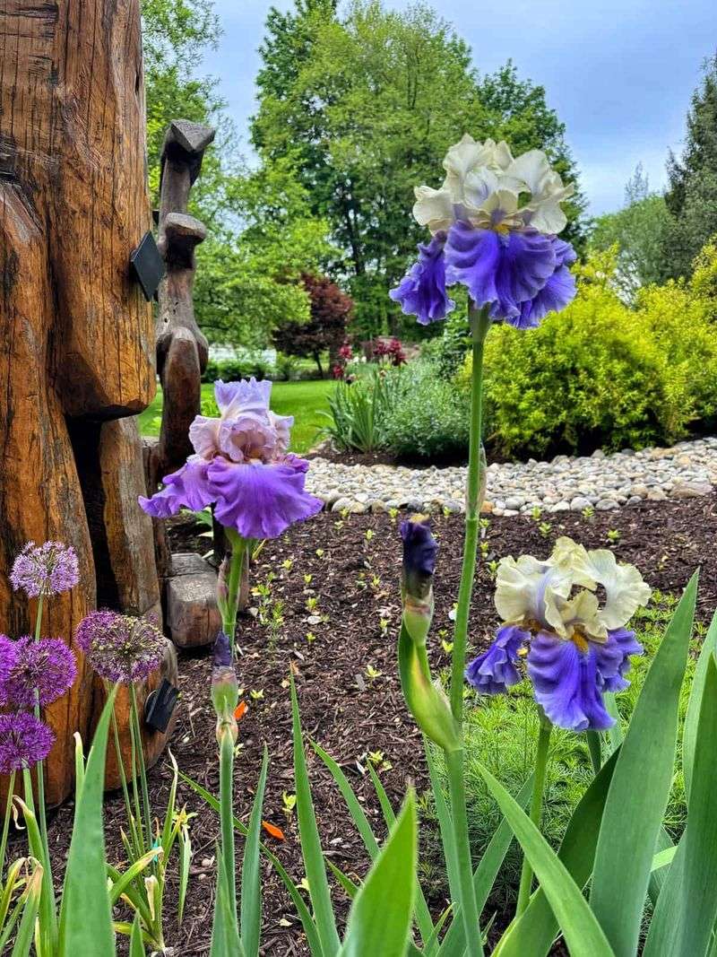 Too Much Shade Prevents Strong Iris Flower Production