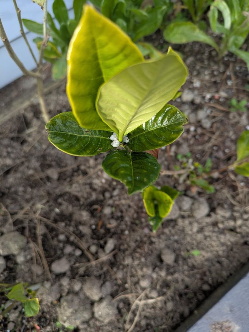 Too Much Sun Can Scorch Tender Leaves
