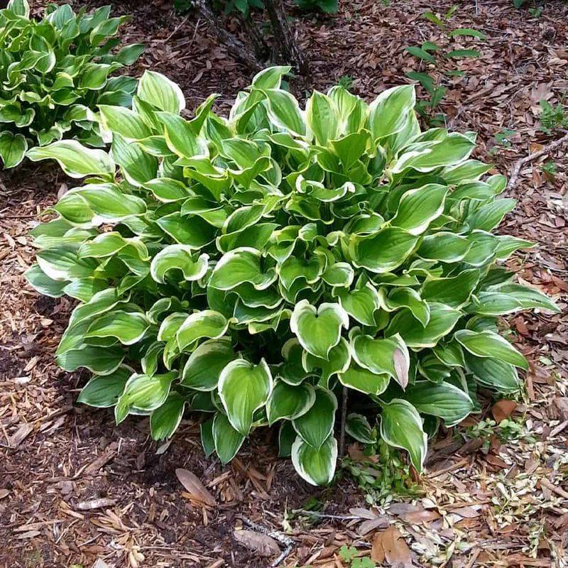 Too Much Sun Can Stress Newly Divided Hostas