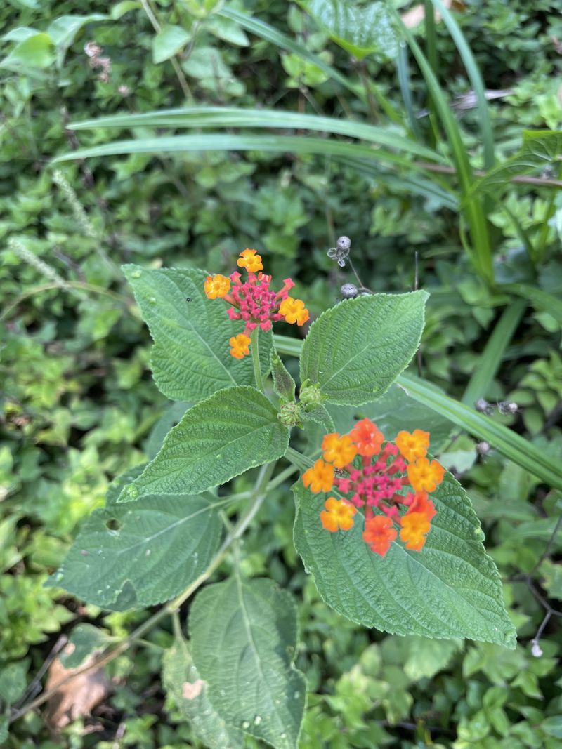 Too Much Water Can Lead To Fewer Blooms