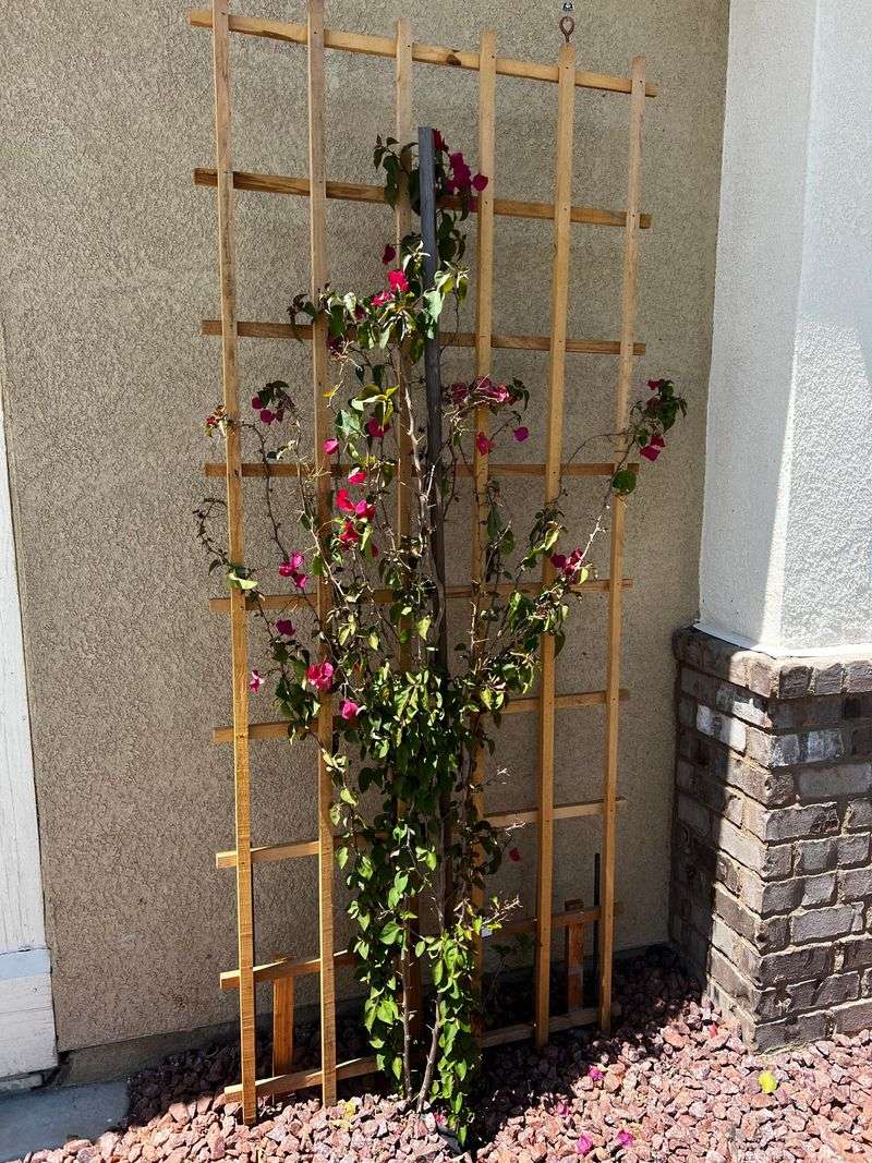 Too Much Water Can Reduce Blooming