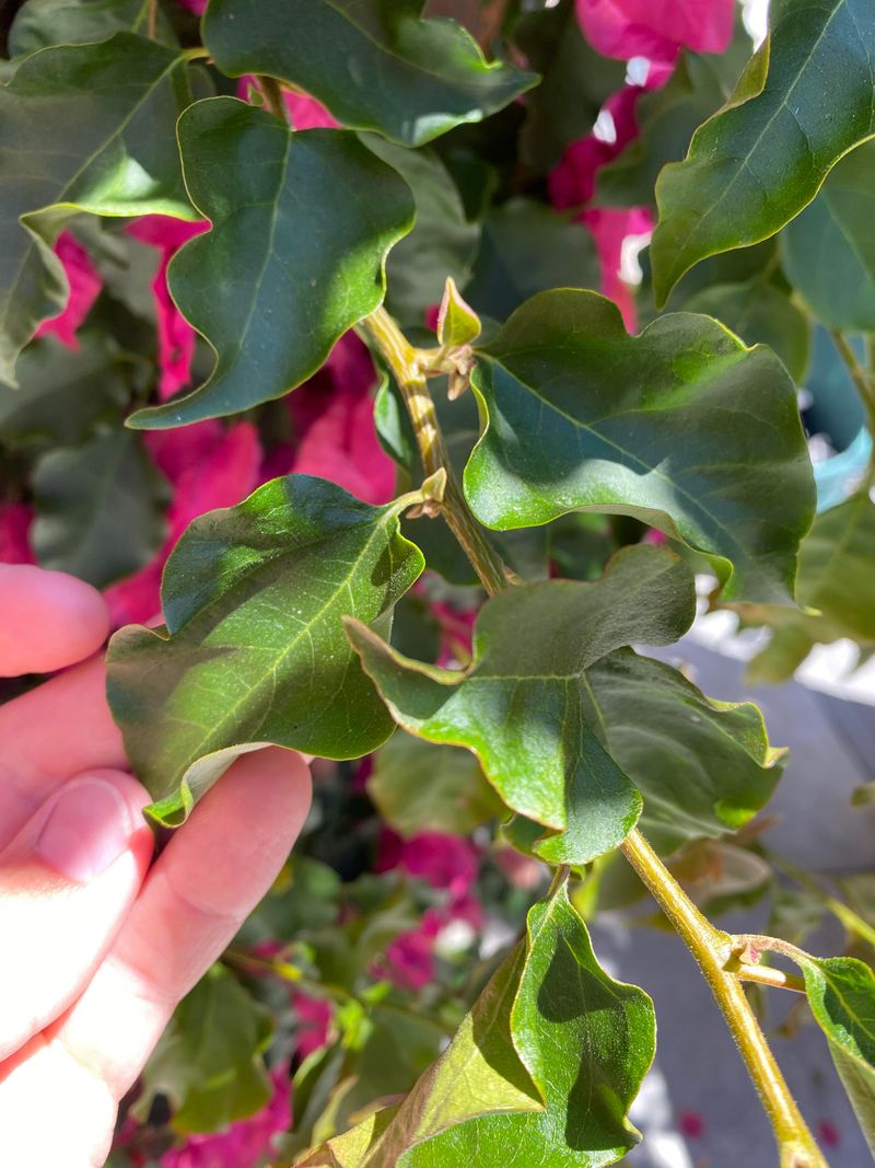 Too Much Water Pushes Out Leaves Instead Of Color