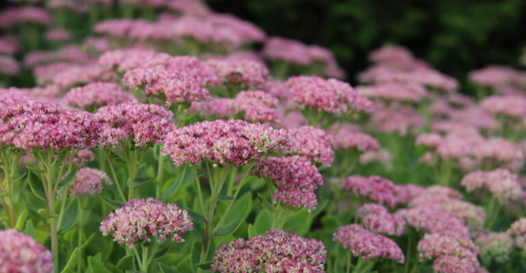 Top 10 Resilient Plants And Flowers You Can’t Destroy In Oregon