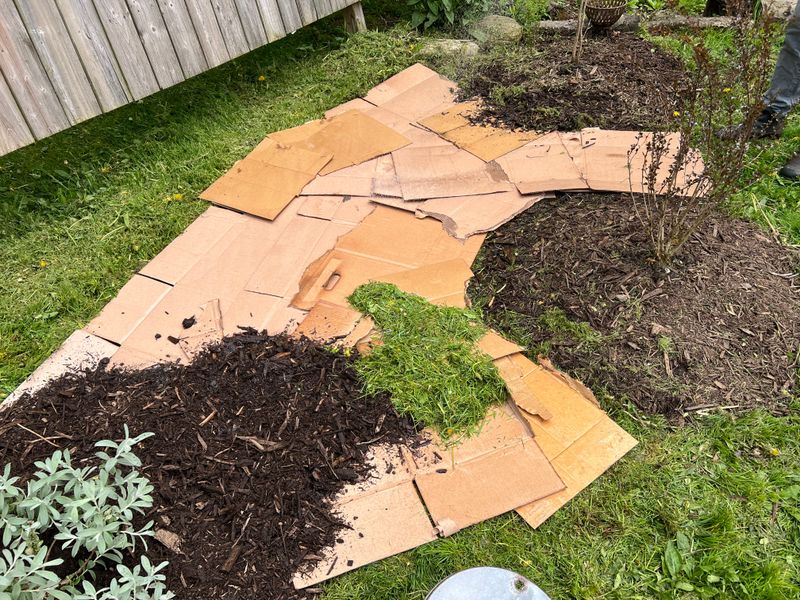 Top Cardboard With Mulch