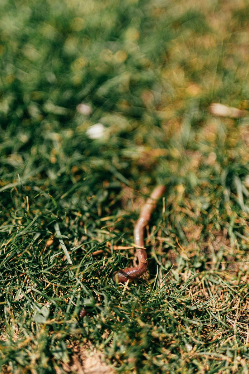 Top Dress With Worm Castings Each Season Top Dress With Worm Castings Each Season