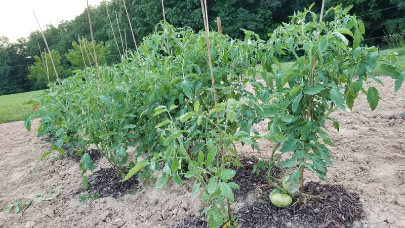 Top Indeterminate Tomatoes Once They Outgrow Their Support