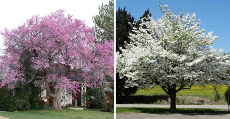 eastern redbud and flowering dogwood