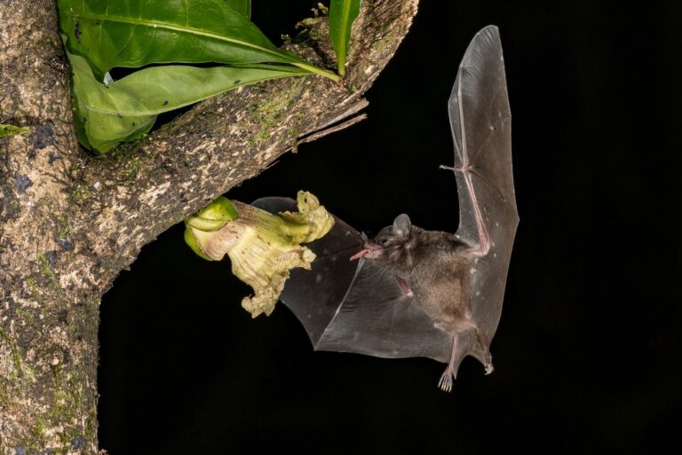 bat on plant