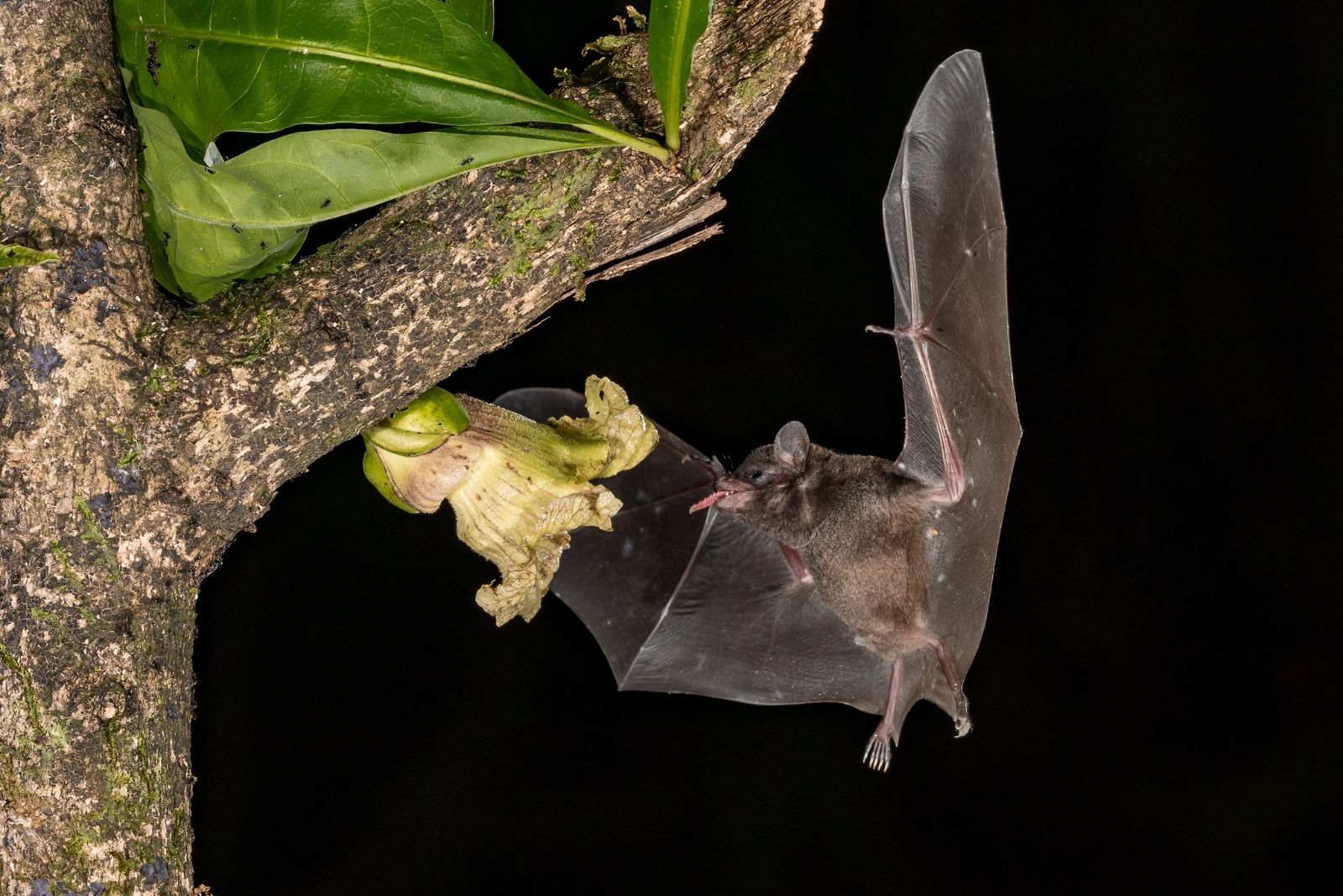 bat on plant
