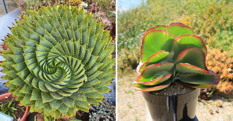 spiral aloe and paddle plant