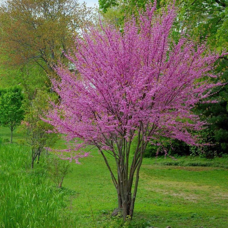 Eastern Redbud (Cercis Canadensis)